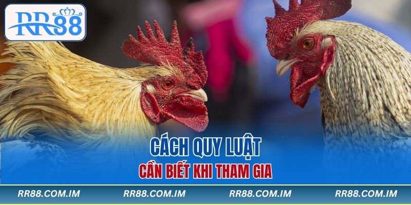 Các quy luật cần biết khi tham gia đá gà campuchia