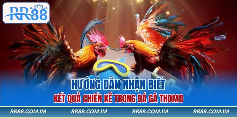 Hướng dẫn nhận biết kết quả chiến kê trong đá gà Thomo