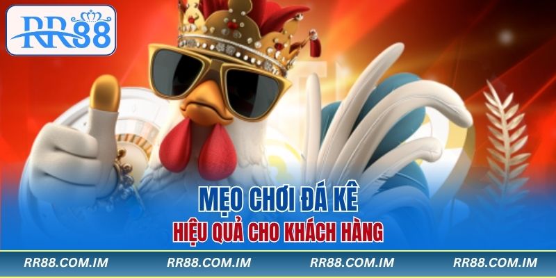 Mẹo chơi đá gà thomo hiệu quả cho khách hàng