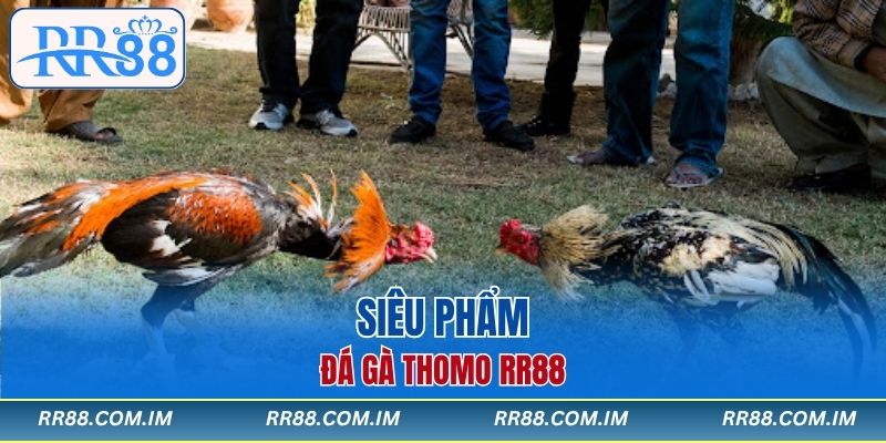 Siêu phẩm đá gà thomo RR88