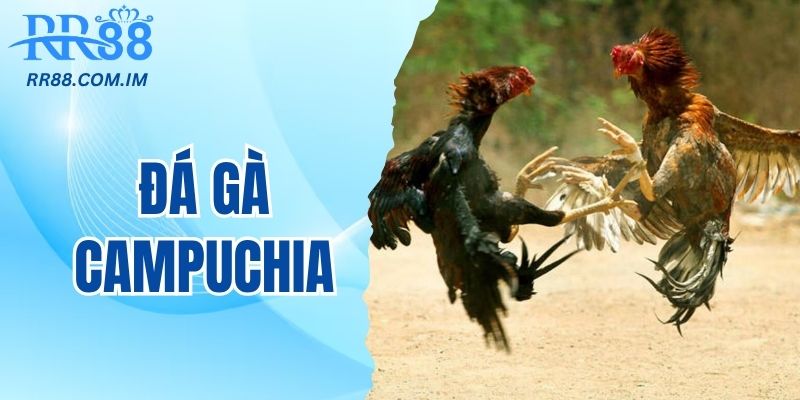 Đá gà campuchia đặc sản đá gà uy tín