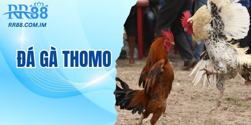 Đá gà thomo đặc sản campuchia