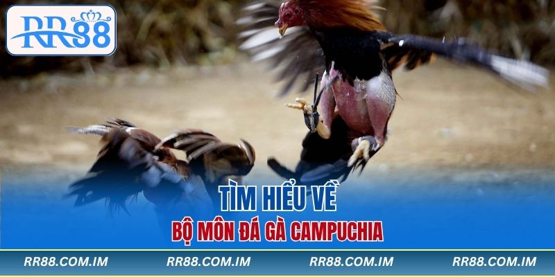Tìm hiểu về bộ môn đá gà Campuchia