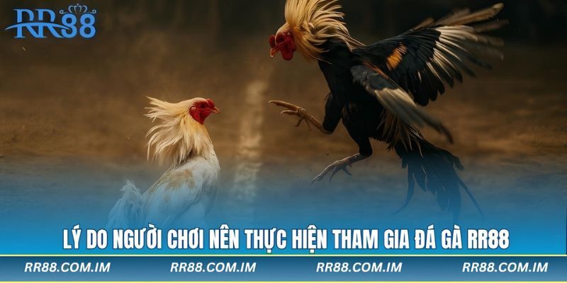 Danh sách các sản phẩm đá gà rr88 mới nhất trên thị trường