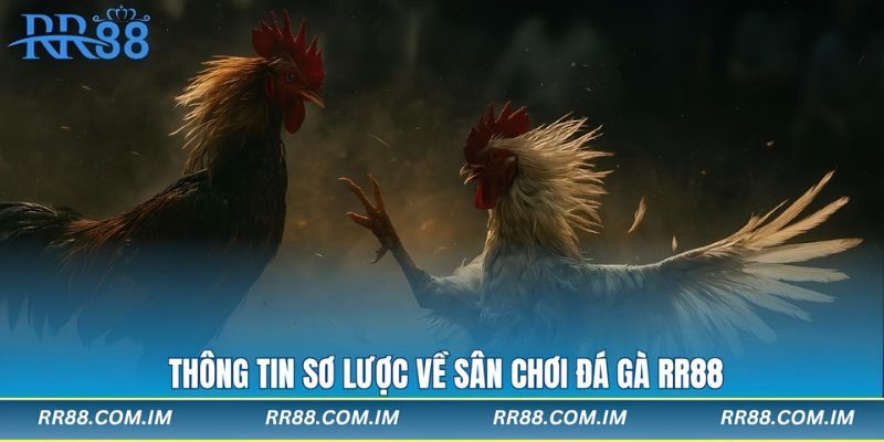 Thông tin sơ lược về sân chơi đá gà rr88