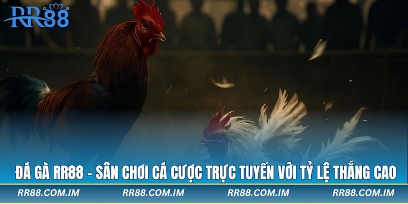 Đá gà rr88 môn cá cược được nhiều người yêu thích